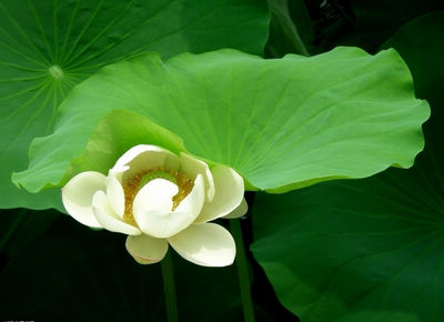 伏天养生方：“扶阳”补水和去火
