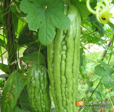 夏季上火吃苦瓜
