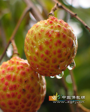 “上火”荔枝也是消食佳品