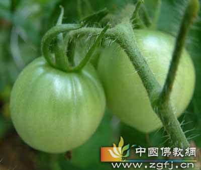 青西红柿.jpg