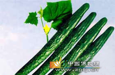 黄瓜.jpg